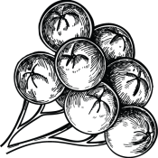 Aronia