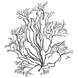 Kelp1_211208A