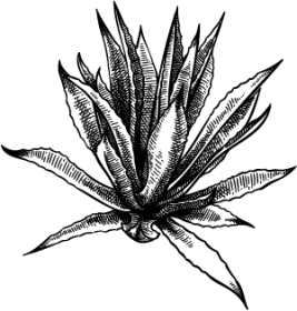 agave