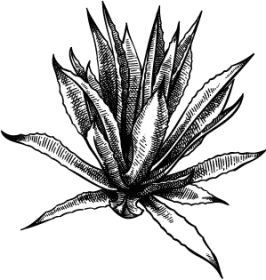 agave