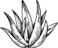 aloe_vera