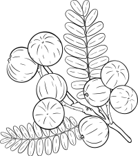 amla250612