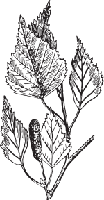 birch
