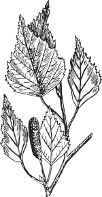 birch