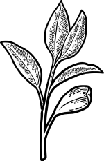 green_tea