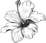 hibiscus