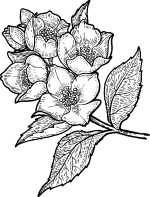 jasmine