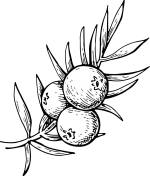 juniper