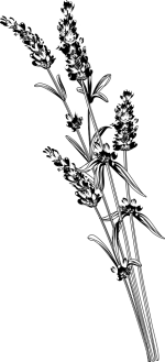 lavender