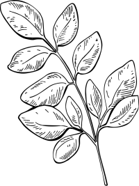 moringa