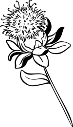 safflower